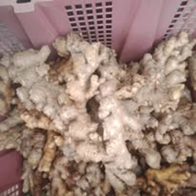 Gừng tươi – 1kg (Hộ gia đình chị Hôih Thị Đên)