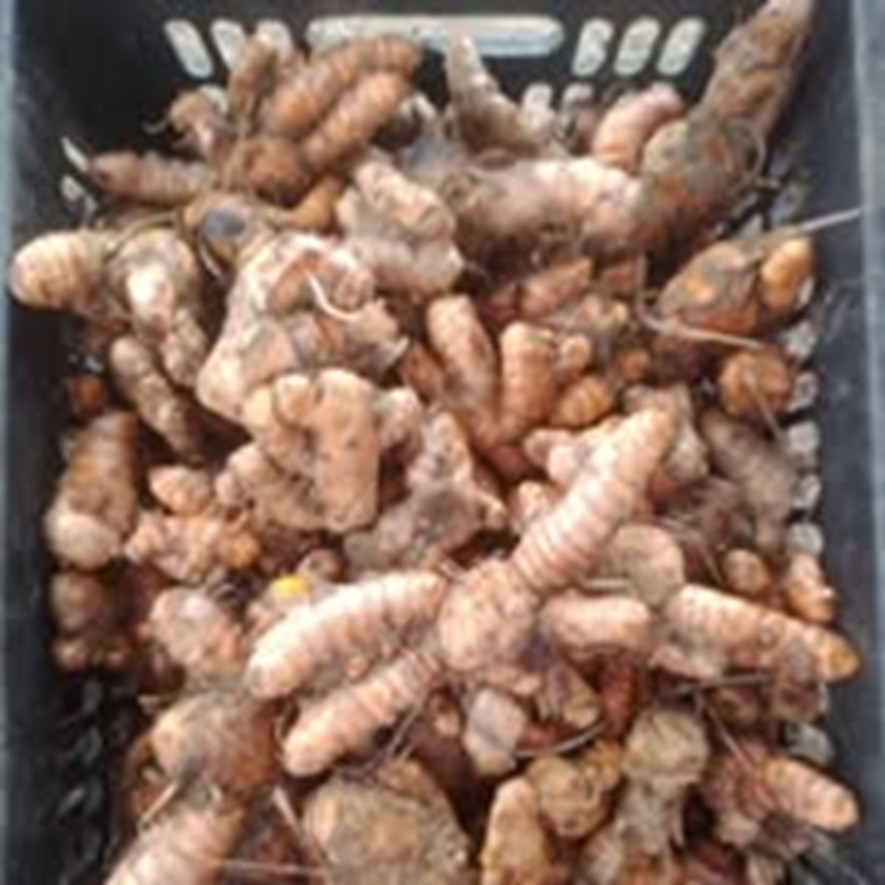 Nghệ tươi – 1kg (Hộ gia đình chị Hôih Thị Đên)