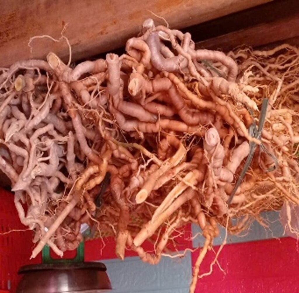 Ba kích tím tươi – 1kg
