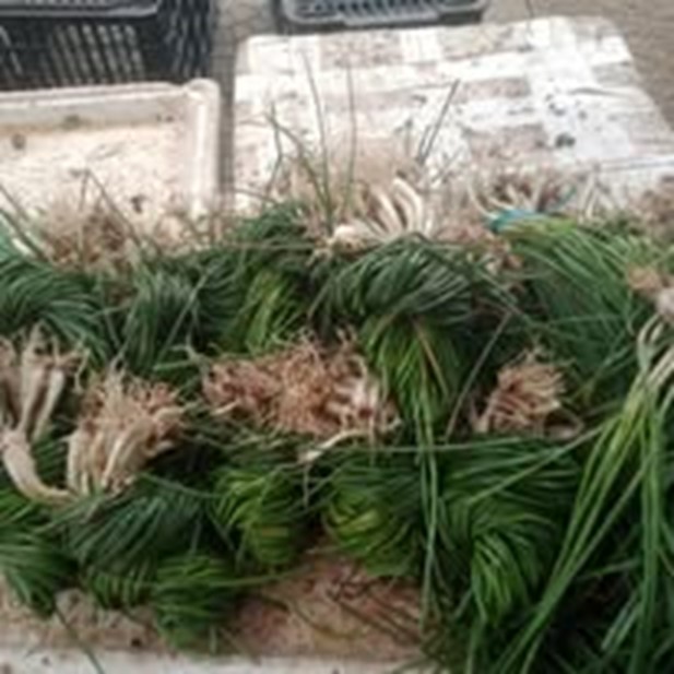 Kiệu rẫy – 1kg