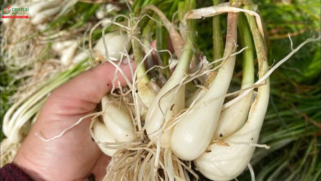 Củ kiệu – bó / kg (Sản phẩm Hội viên Phụ nữ )