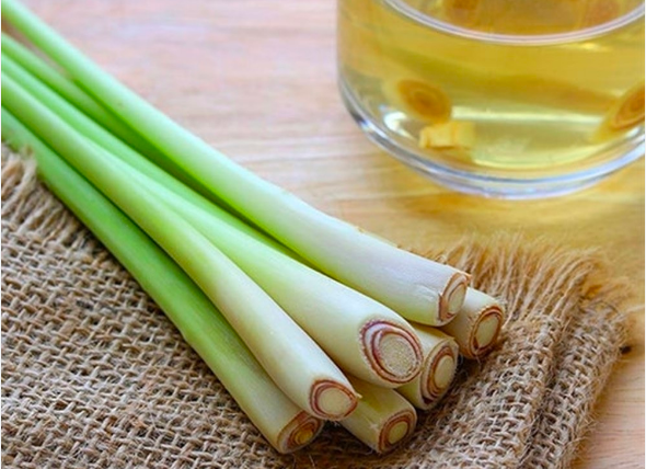 Sả – Nông sản địa phương đồng bào Cơ Tu