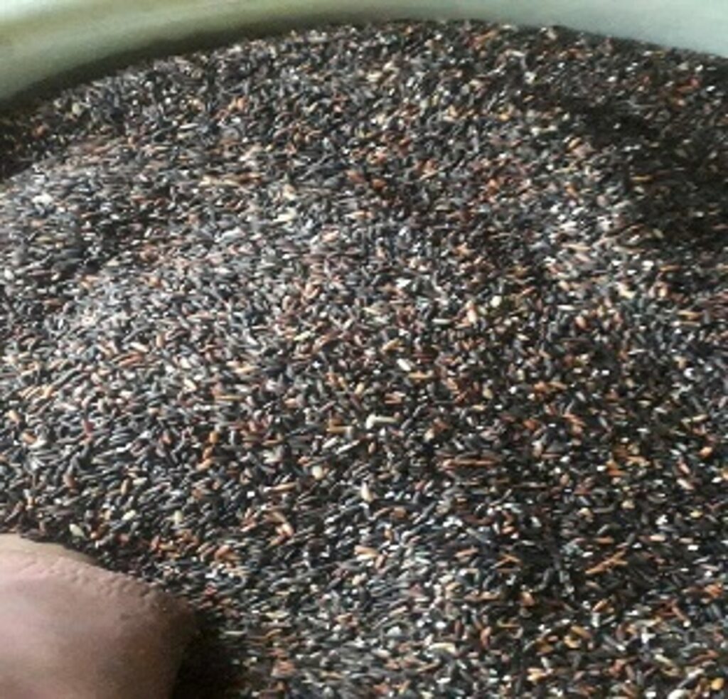Gạo rẫy địa phương (Gạo nếp than) - Sản phẩm từ Hội viên Hội Liên hiệp Phụ nữ xã Nam Giang