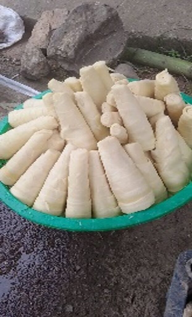 Măng cụ – Nông sản địa phương đồng bào Cơ Tu